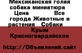 Мексиканская голая собака миниатюра › Цена ­ 53 000 - Все города Животные и растения » Собаки   . Крым,Красногвардейское